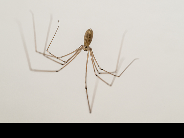 Pholcus phalangioides, Cellar Spider