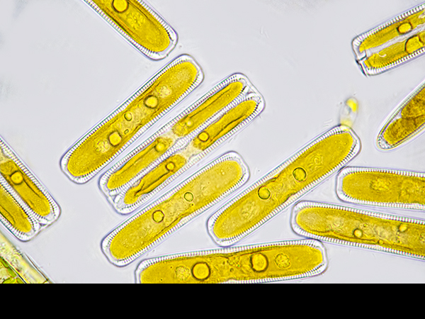 Pinnularia spp., Diatom