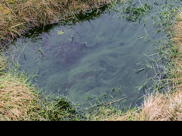 Moorland pool