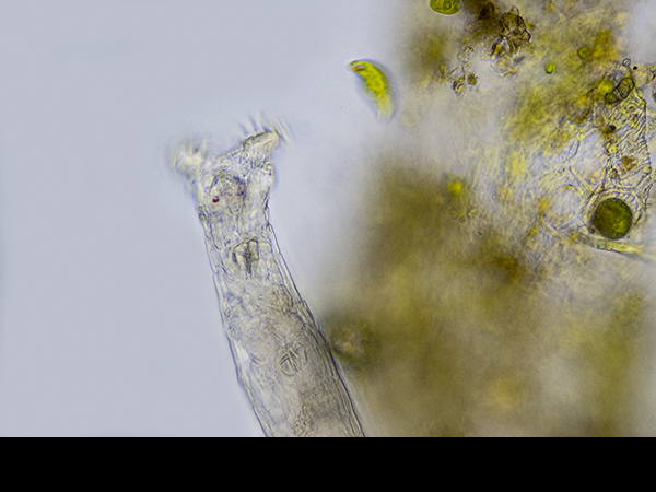 Bdelloid rotifer