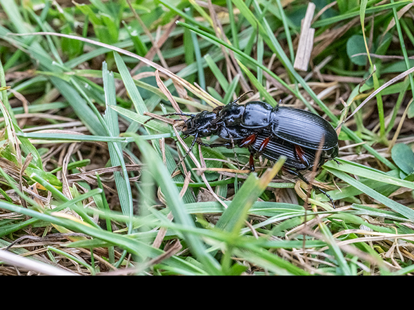 Pterostichus, Ground Beetle