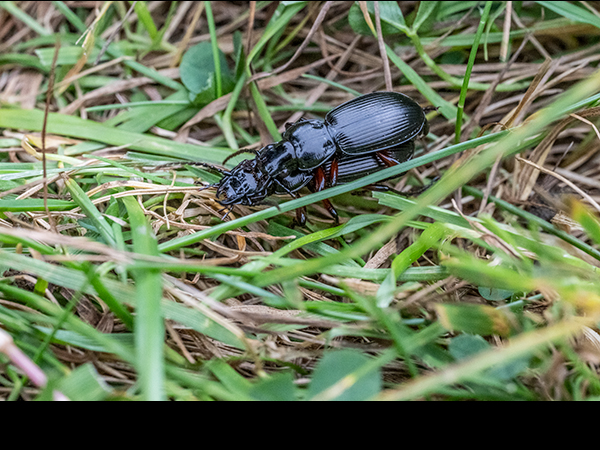 Pterostichus, Ground Beetle