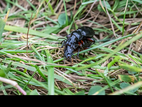 Pterostichus, Ground Beetle