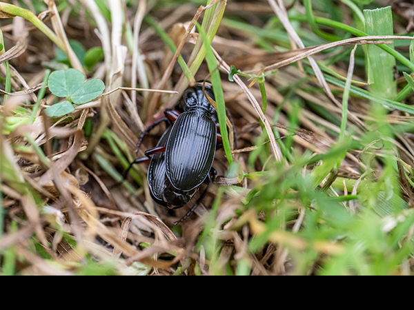 Pterostichus, Ground Beetle