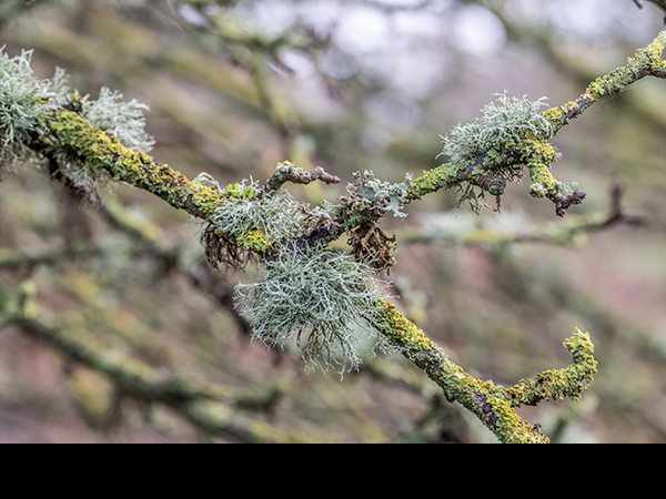 Ramalina farinacea
