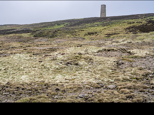 Cladonia rangiformis mat at Cobscar Mill
