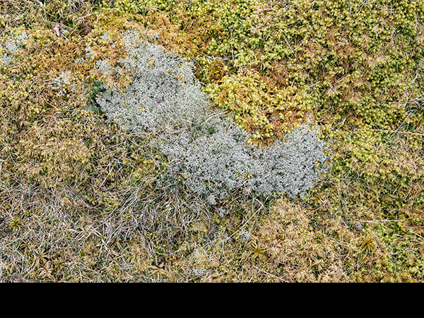 Cladonia rangiformis
