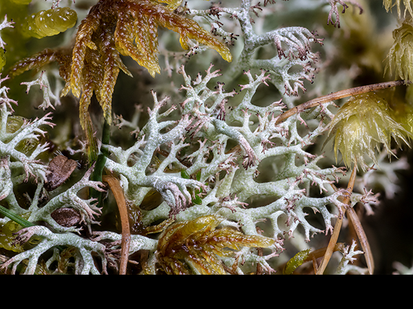 Cladonia rangiformis