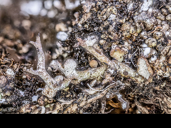 Cladonia rangiformis