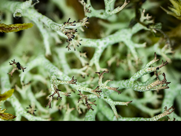 Cladonia rangiformis podetia