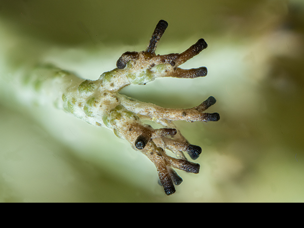 Cladonia rangiformis podetia