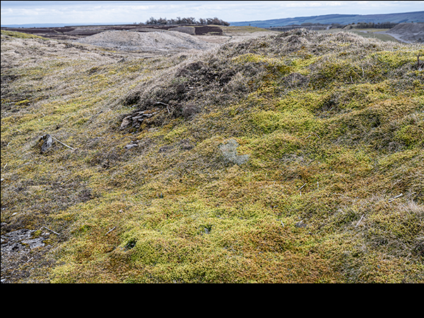 Mossy ground cover on Cobscar Rake