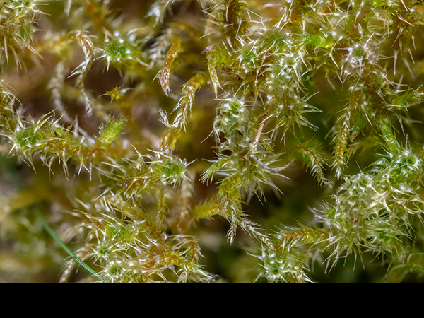 Rhytidiadelphus squarrosus