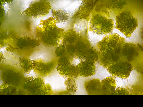 Alga on lime mortar