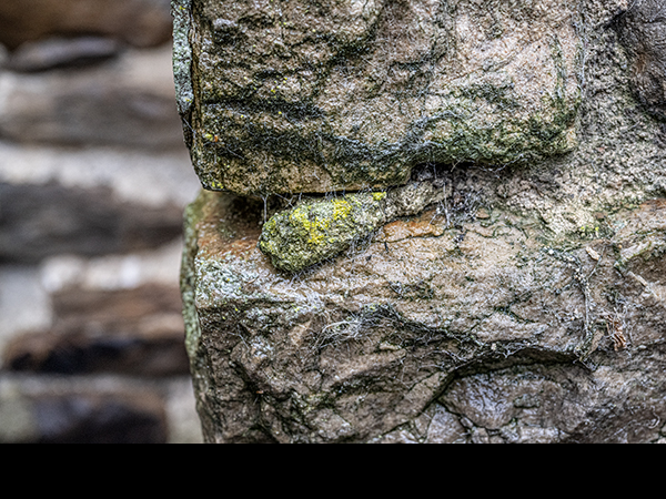 Alga on lime mortar