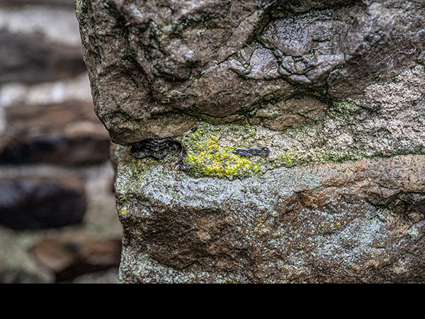 Alga on lime mortar