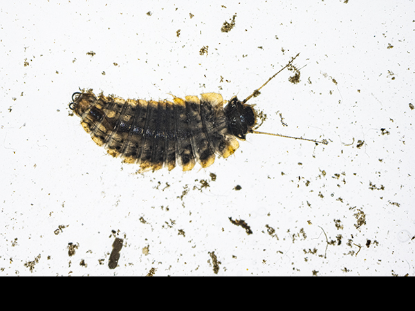 Scirtidae, Marsh Beetle