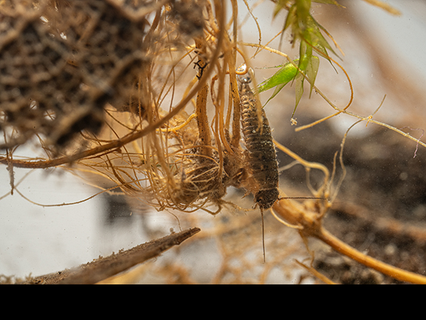 Scirtidae, Marsh Beetle