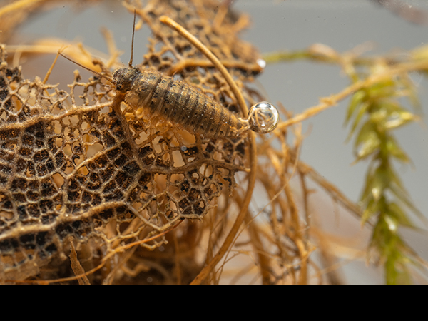 Scirtidae, Marsh Beetle
