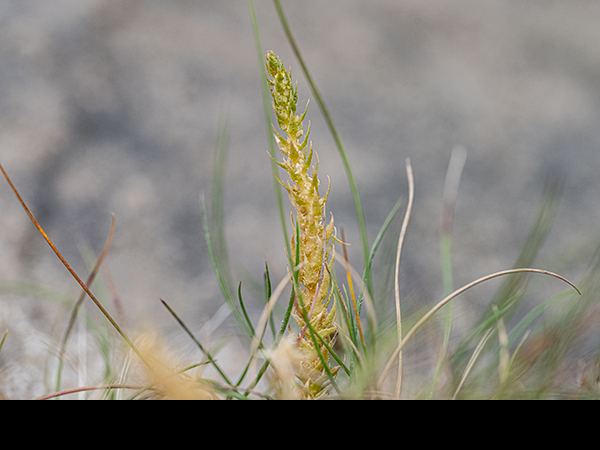 Selaginella selaginoides, Lesser Clubmoss