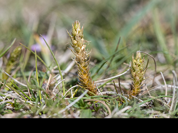 Selaginella selaginoides, Lesser Clubmoss