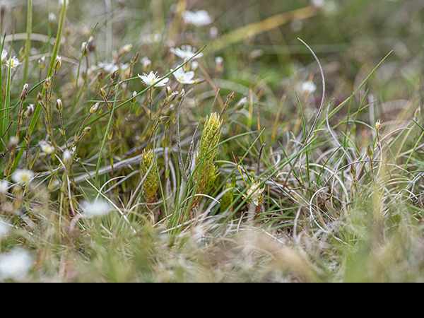 Selaginella selaginoides, Lesser Clubmoss