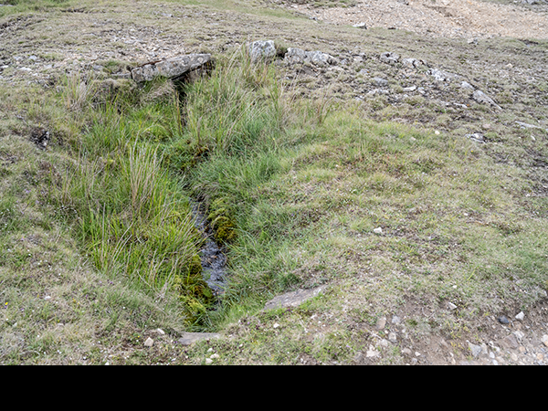 Selaginella selaginoides, Lesser Clubmoss