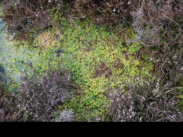 Sphagnum denticulatum, Cow-horn Bog-Moss