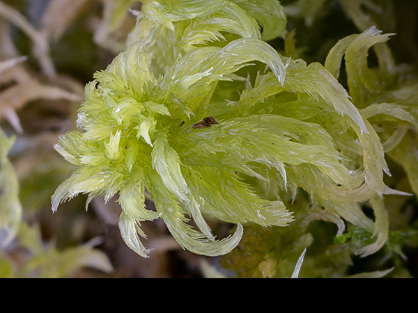 Sphagnum denticulatum, Cow-horn Bog-Moss