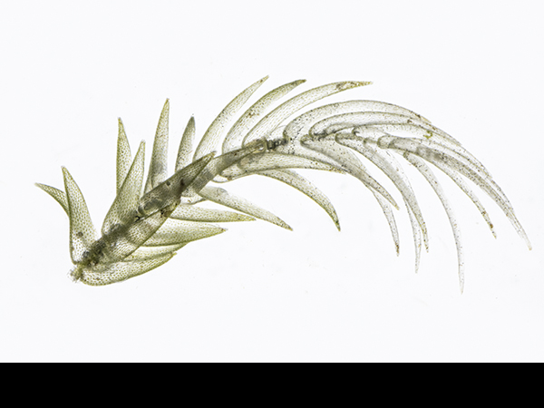 Sphagnum denticulatum, Cow-horn Bog-Moss branch