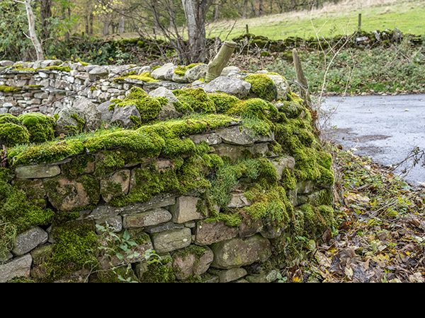 Mossy drystone wall