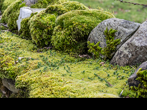 Syntrichia ruralis on wall top