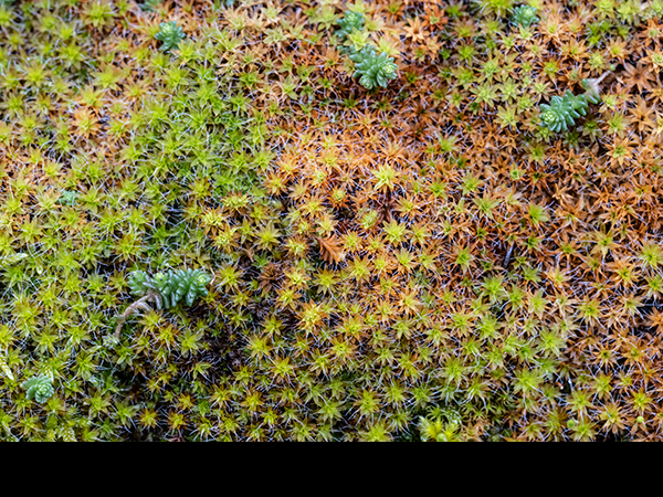 Syntrichia ruralis