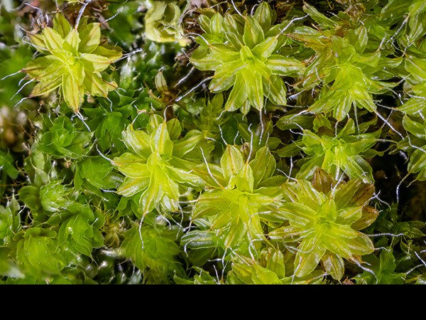 Syntrichia ruralis