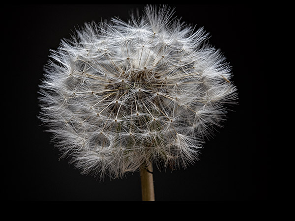 Taraxacum officinale, Dandelion fruit