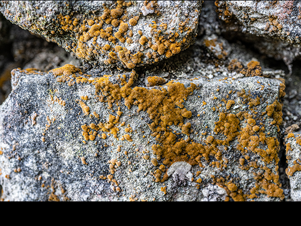 Trentepohlia on a shady wall in Cobscar Mill