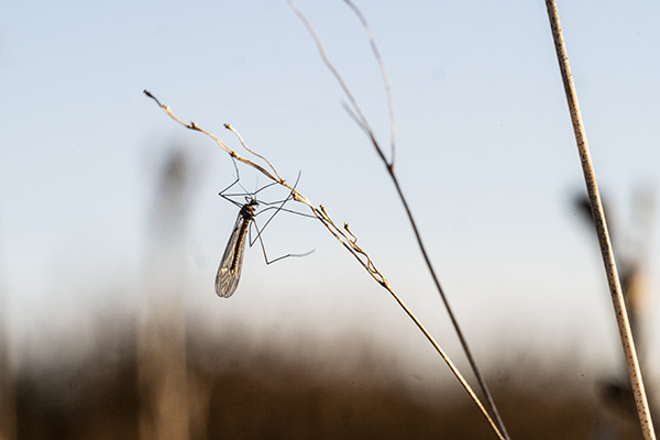 Trichocera annulata, Winter Gnat