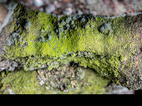 Ulothrix, Green filamentous algae