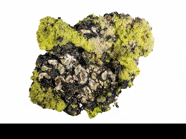 Ulothrix, Green filamentous algae