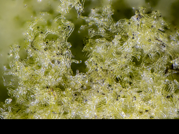 Ulothrix, Green filamentous algae
