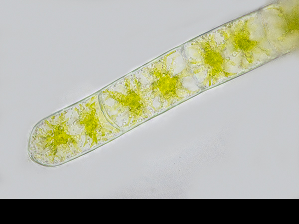Zygnema, Filamentous alga