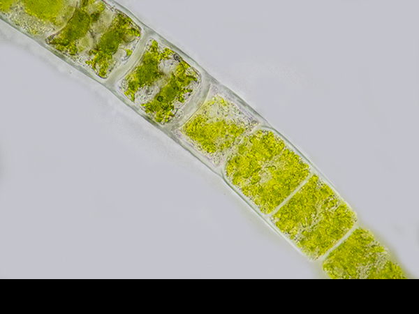 Zygnema, Filamentous alga