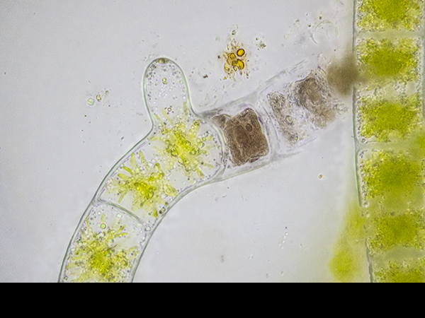 Zygnema, Filamentous alga