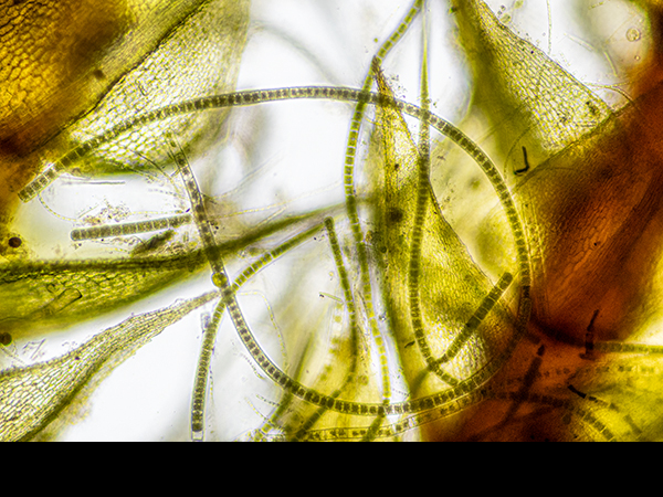 Zygnema, Filamentous alga